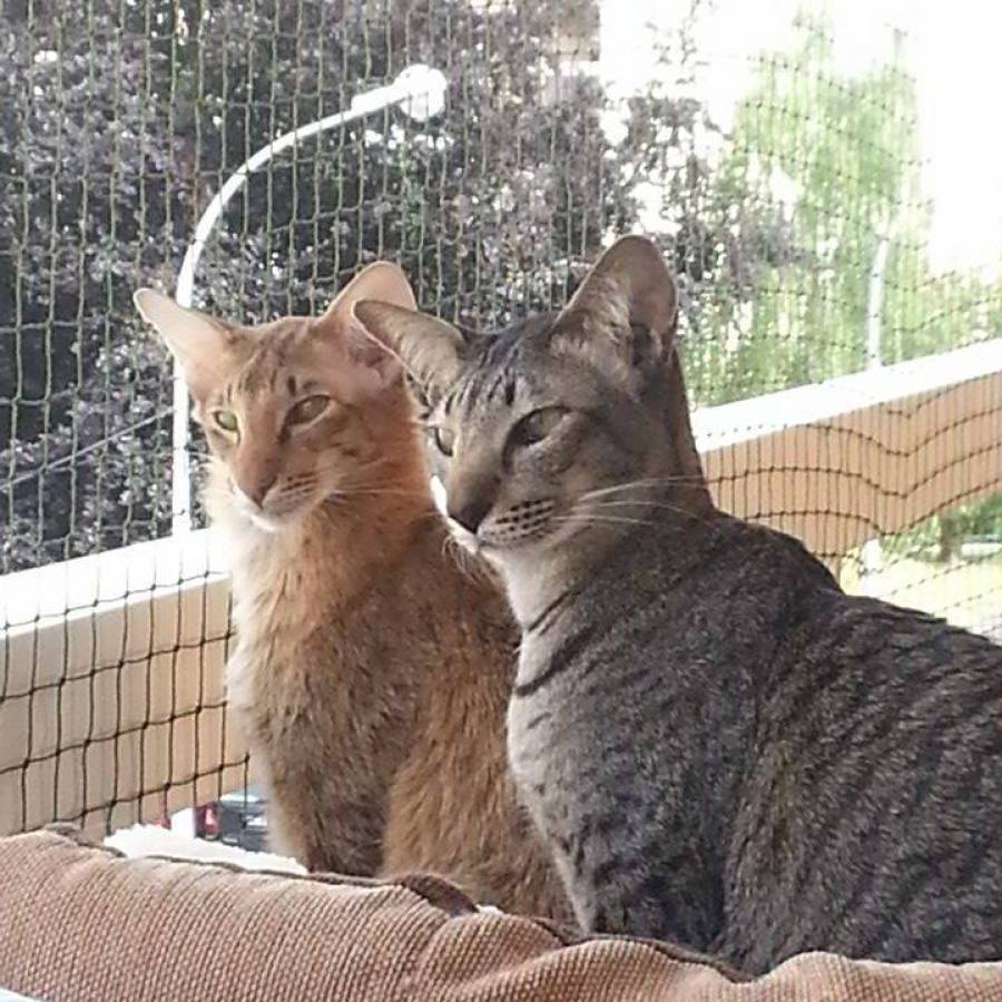 Deux chats sur un balcon sécurisé avec un filet